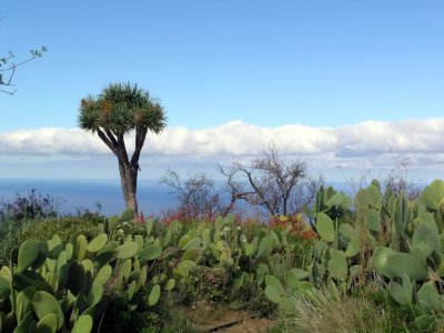La Palma las tricias wandelen