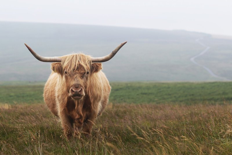 Exmoor highland cow