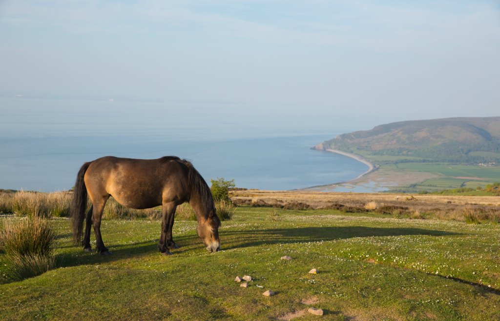 Exmoor pony aan de heritage coast