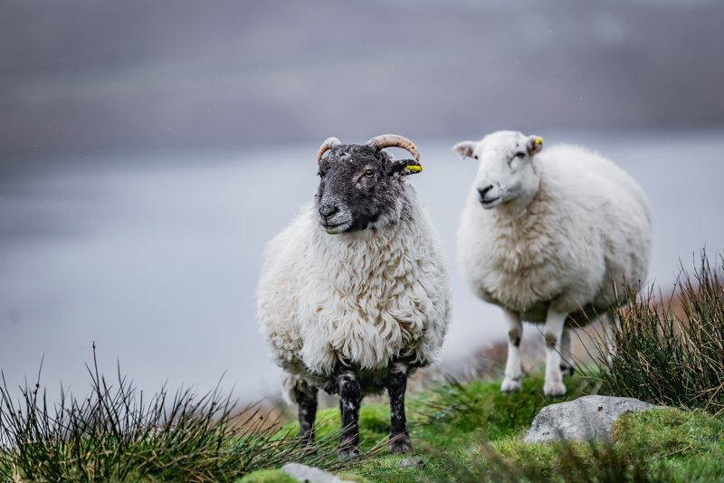 Schotse schapen