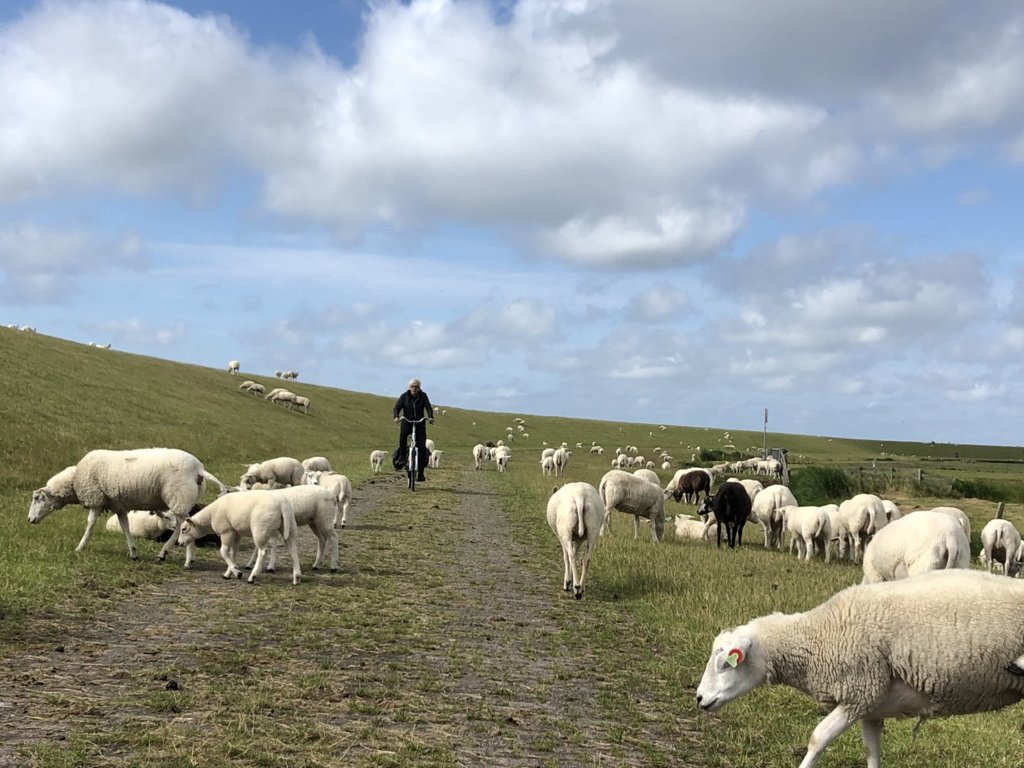 Terschelling en schapen