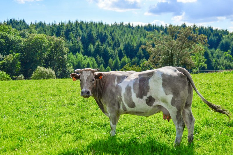 Koe in het gras bij Bouillon
