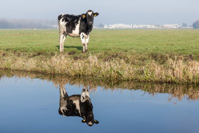 Reeuwijkse Hout plassengebied