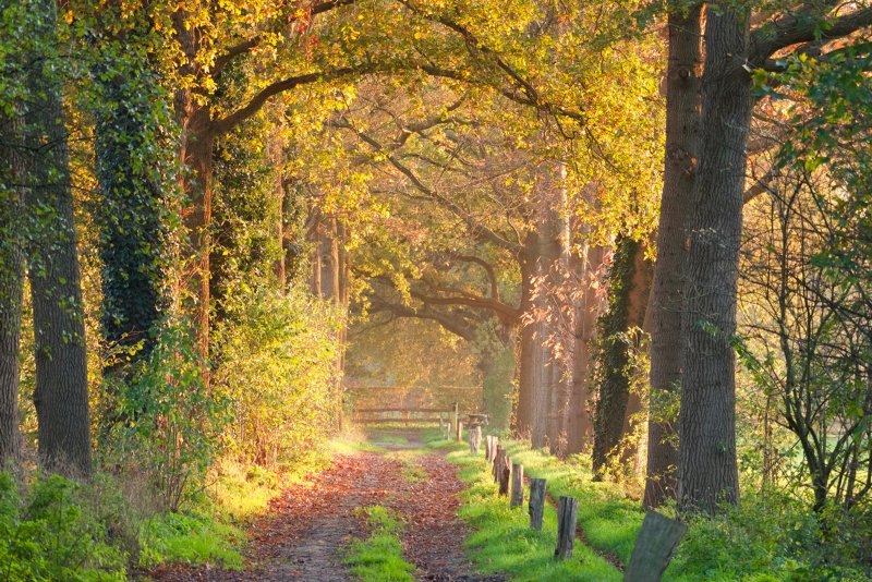 Laren