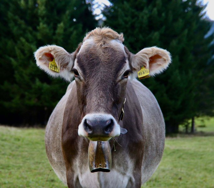 Hopfen am see fietsvakantie