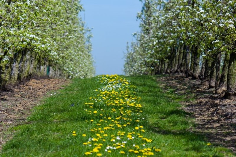 route E, door de Haspengouw