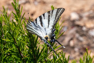 fietsen op rhodos petaludes