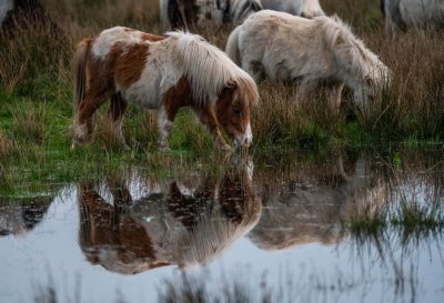 Groote Peel limburg culinair