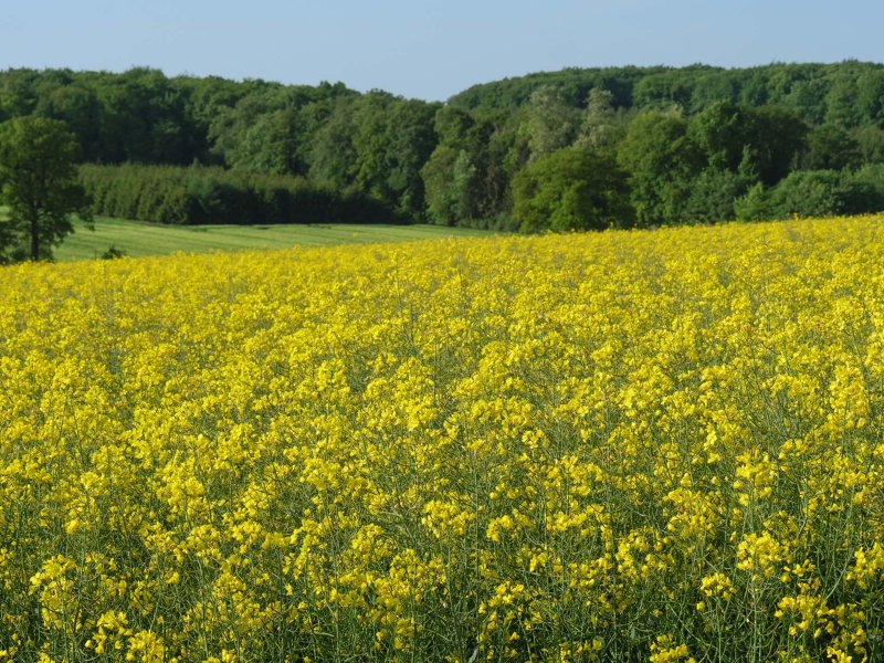 Lente in Billerbeck