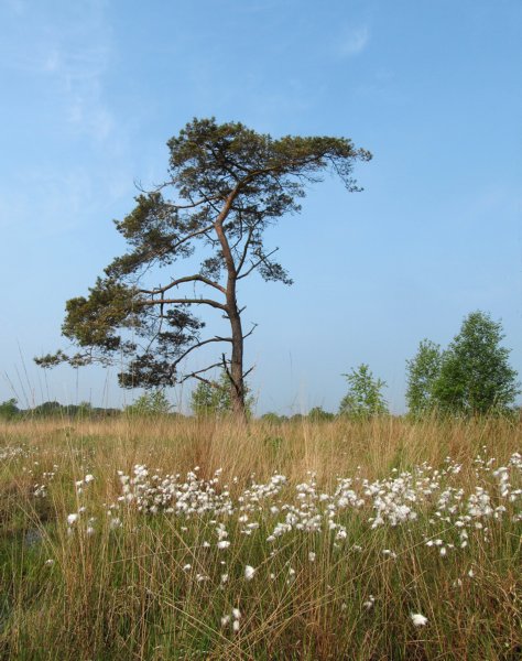 oranjewoud