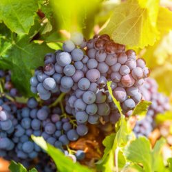 wijn la rioja fietsvakantie