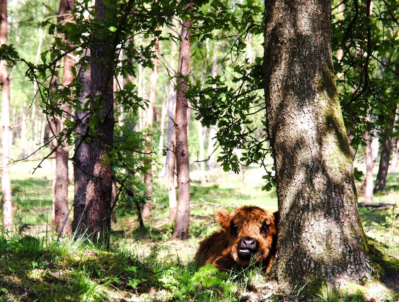 Holtingerveld