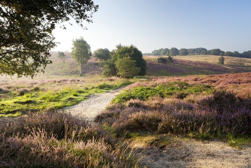 Mookerheide