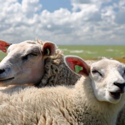 schapen bij hindeloopen