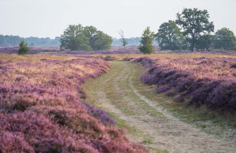 Balloerveld