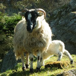 Ierland wandelvakantie