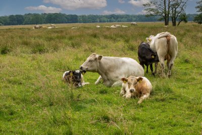 Anderen Pieterpad wandelen
