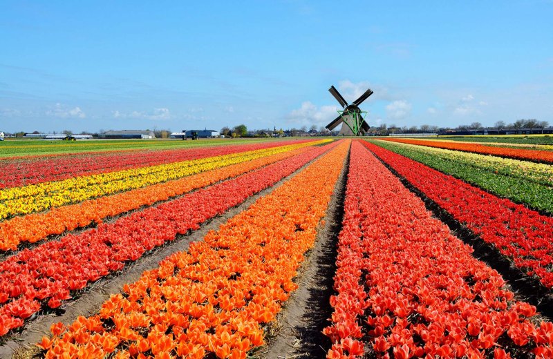 Tulpen fietstour