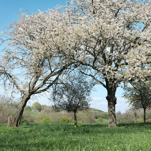 Fruitbomen - Zuid Limburg