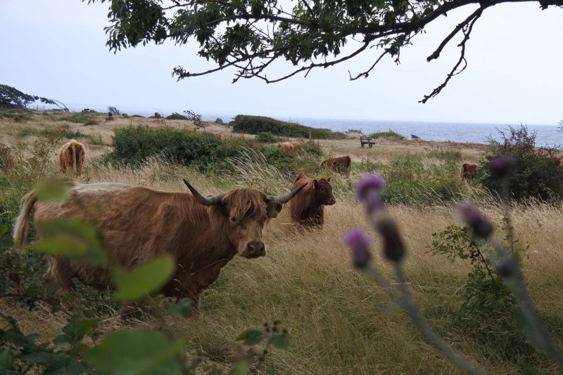 Fyn Denemarken