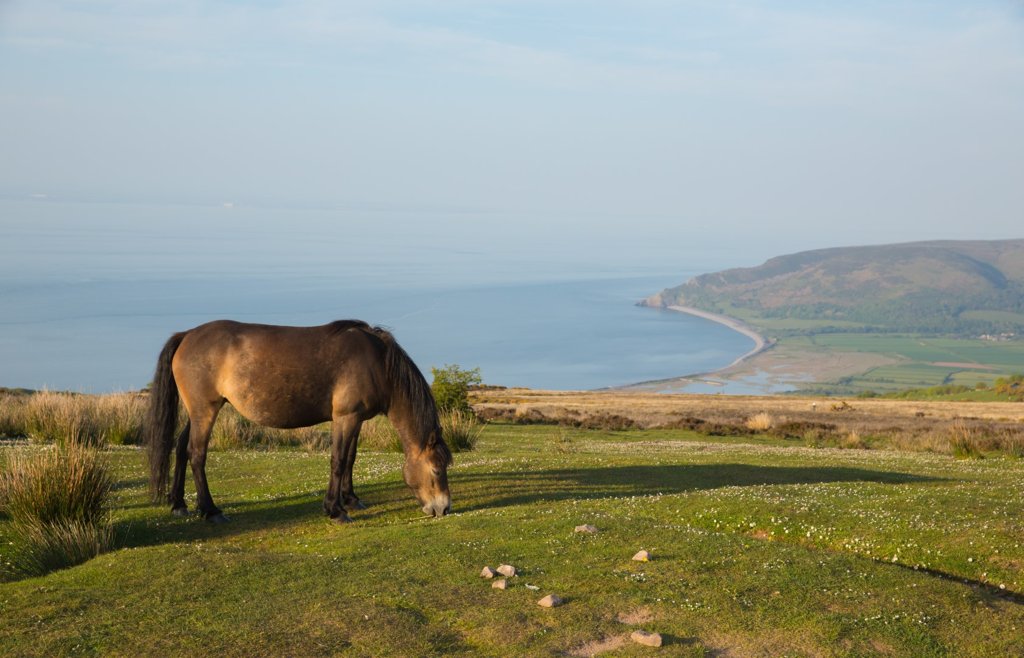 Exmoor pony aan de heritage coast