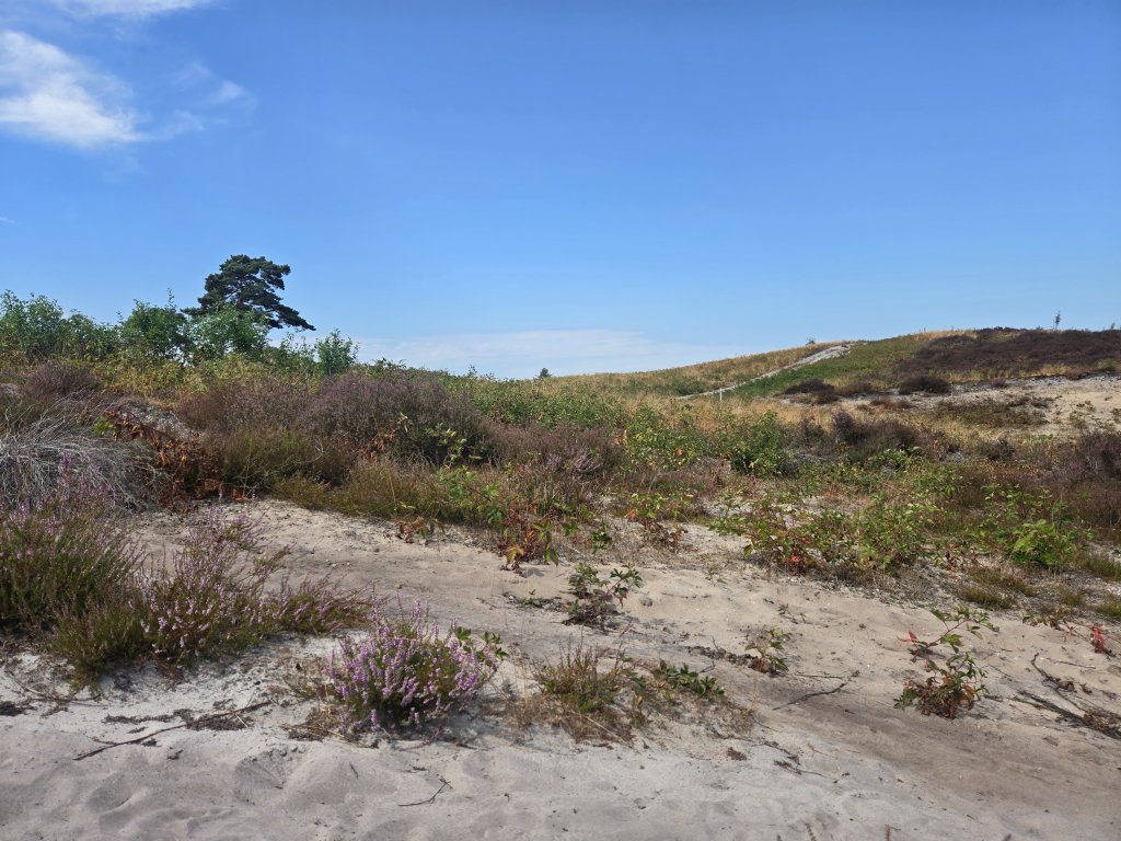 de maasduinen