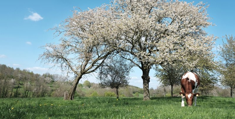 Fruitbomen - Zuid Limburg