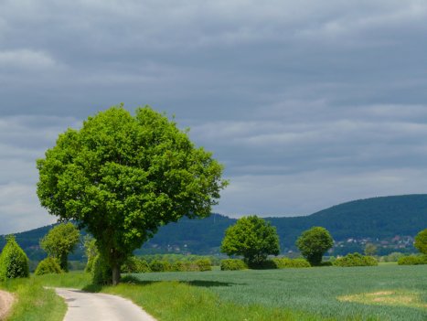 Rinteln