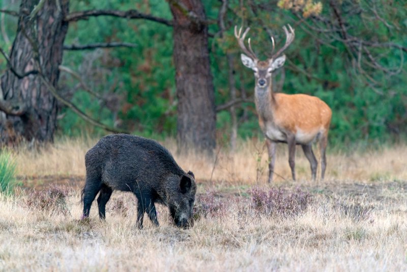 Dieren op de Hoge Veluwe