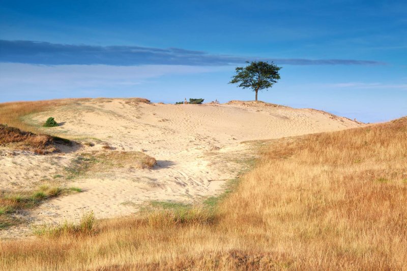 Drents Friese Wold