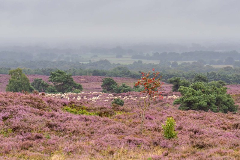 Lemelerberg Dalfsen fietsvakantie