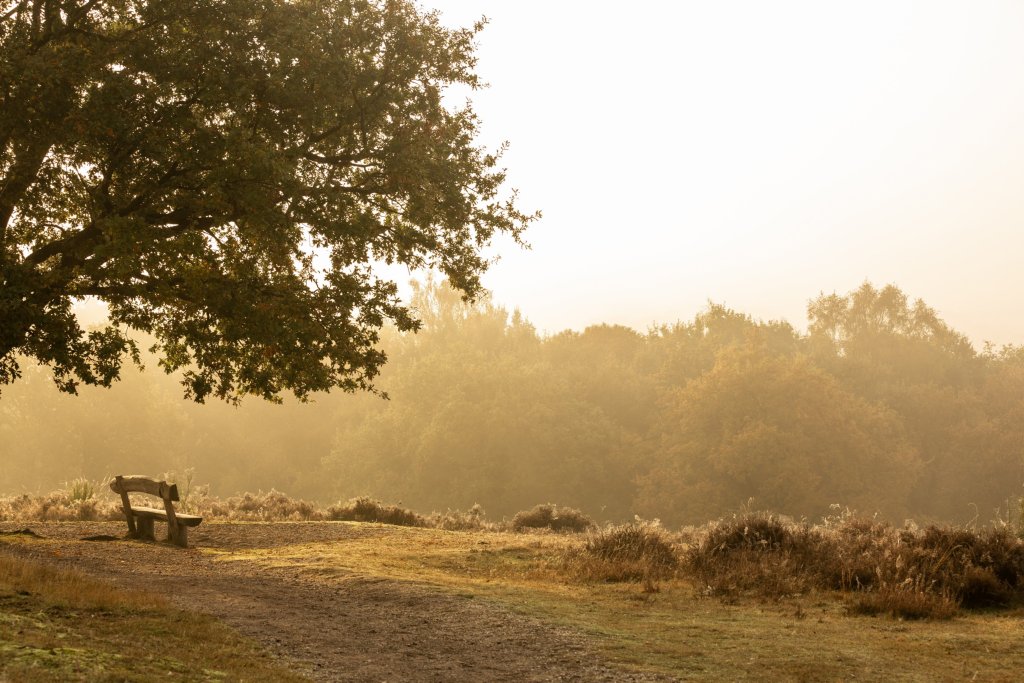 de maasduinen