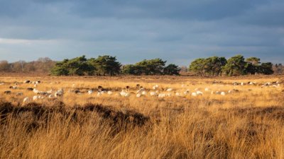 Balloerveld fietsvakantie assen