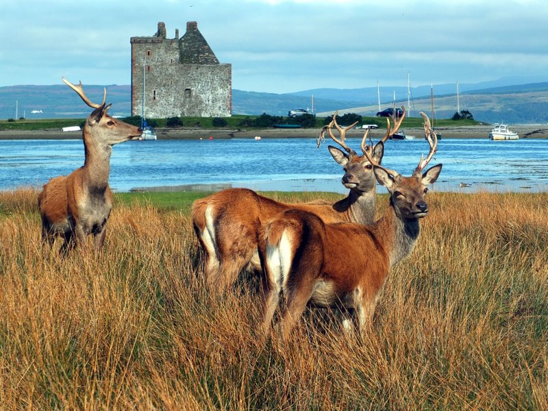 lochranza castle isle of arran