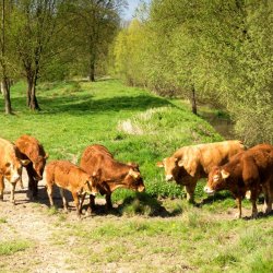 pieterpad wandelvakantie