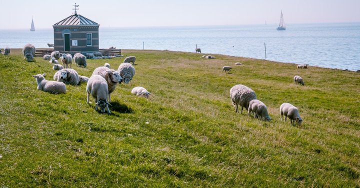 Fietsvakantie Friesland