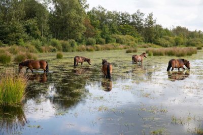Fochterlerveen fietsvakantie assen