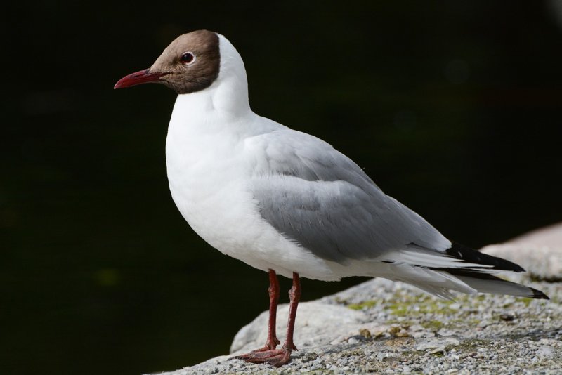 Fietsvakantie Zweden