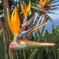 Madeira