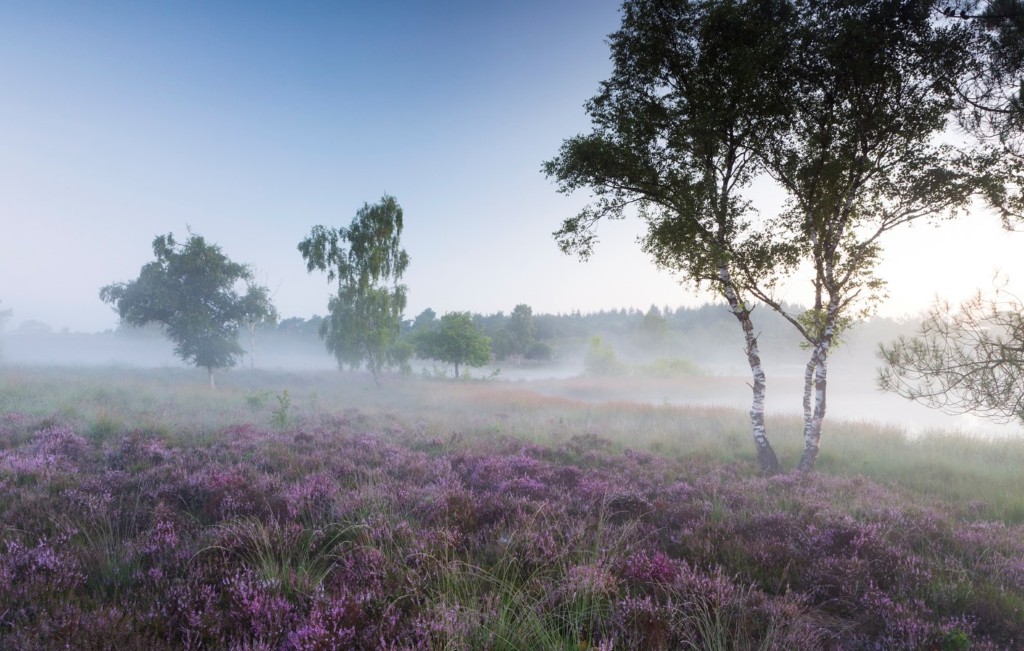nationaal park de maasduinen