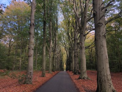 Bos Gaasterland Gaasterbossen