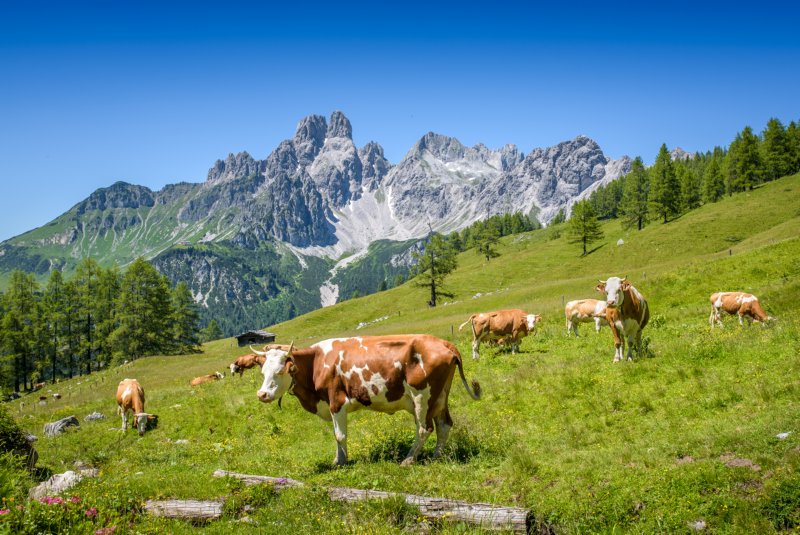 Alpe Adria van Salzburg naar Villach dag 1 alpenweide