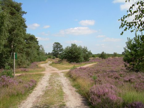 Sallandse heuvelrug