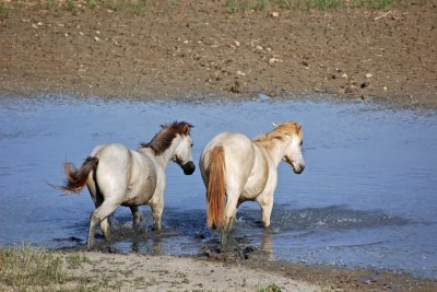 Camargue